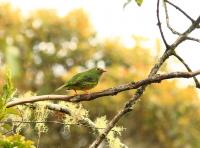 thumb_Green-And-Black Fruiteater